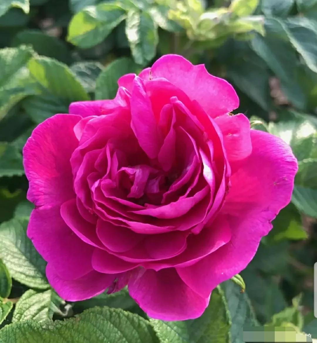 月季玫瑰蔷薇三姐妹的区别,月季蔷薇和玫瑰哪个更好看