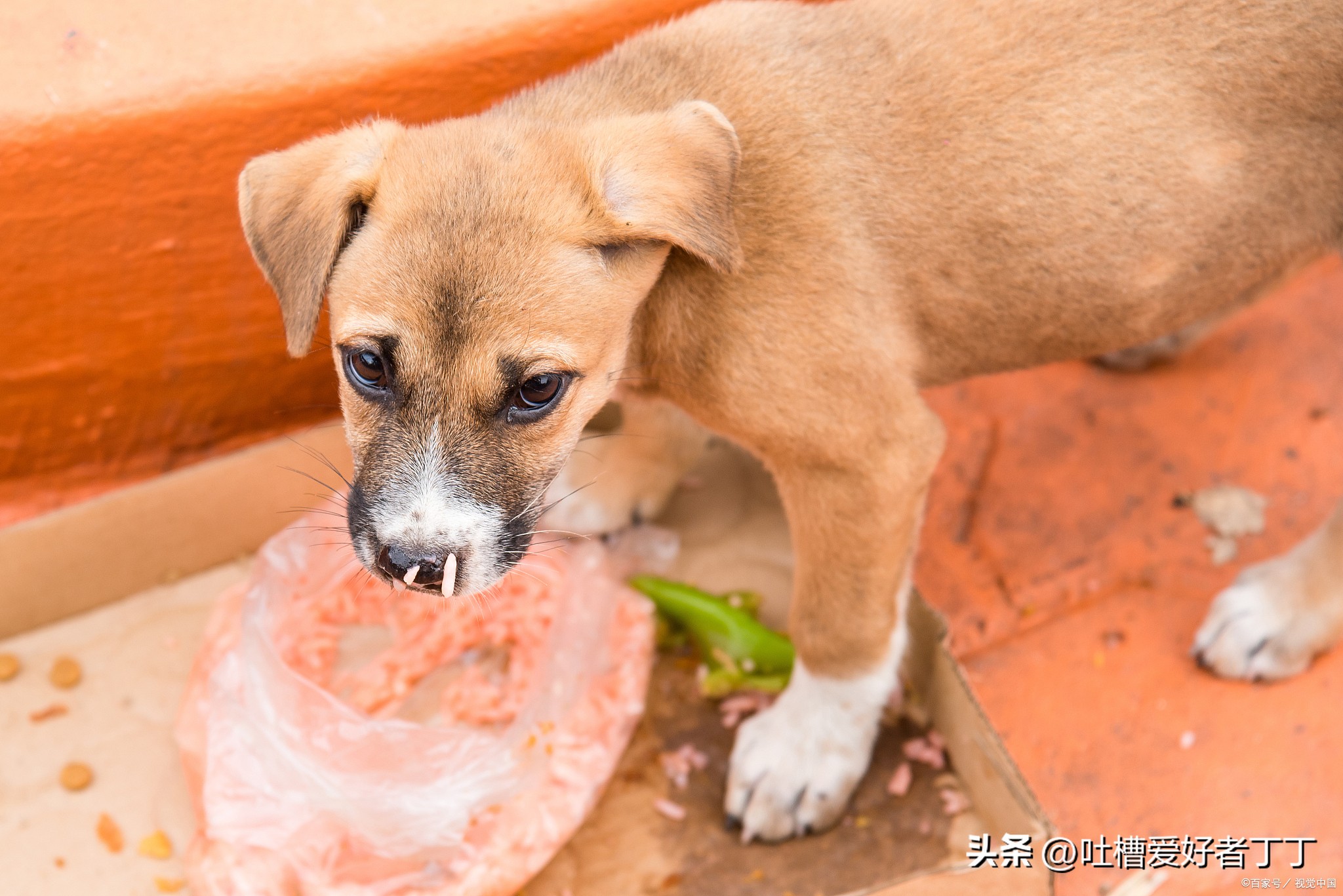 蟑螂药小狗吃了会不会中毒,蟑螂药吃了会彻底死吗