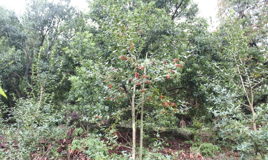 有种果树长得很有个性，2023一棵卖出1000元高价，老人只是笑一笑