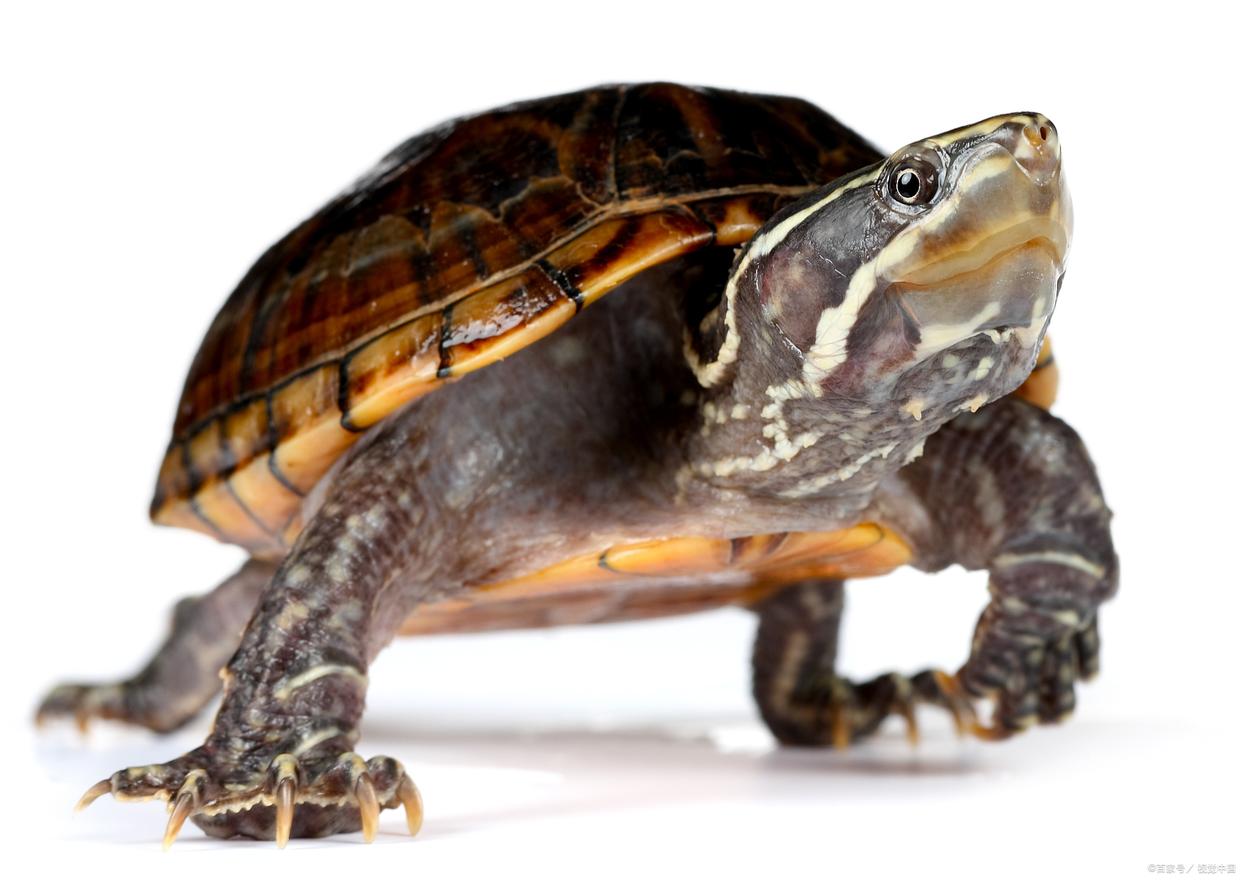 养一个人工繁殖的斑点池龟犯法吗,家里养什么龟赚钱