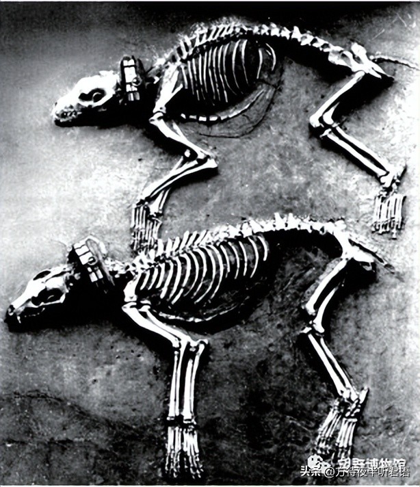 哮天犬和二郎神不得不说的故事,哮天犬二郎神前世今生