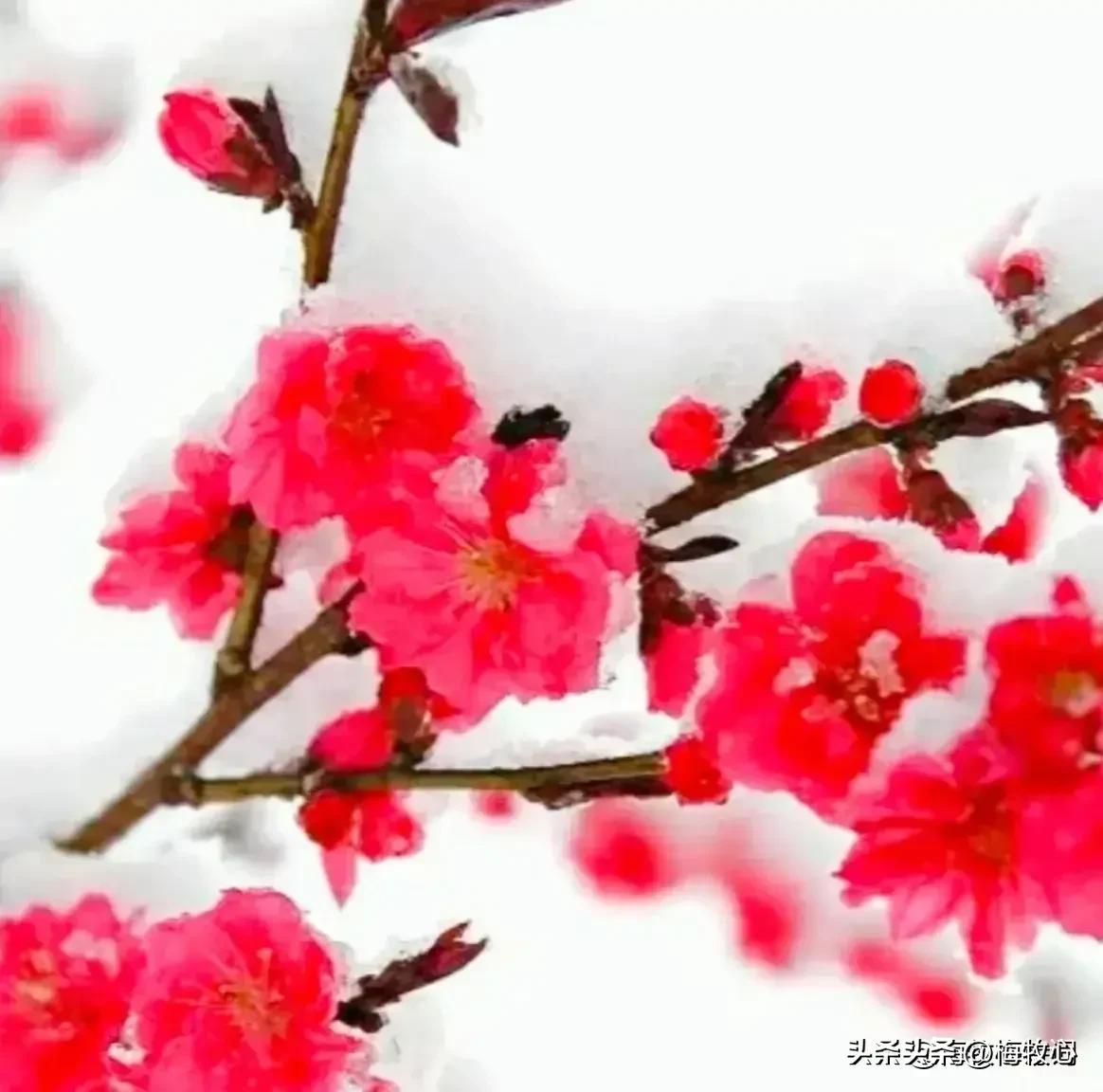 紫石金麟|咏梅七律三十韵②（二叠韵合集）