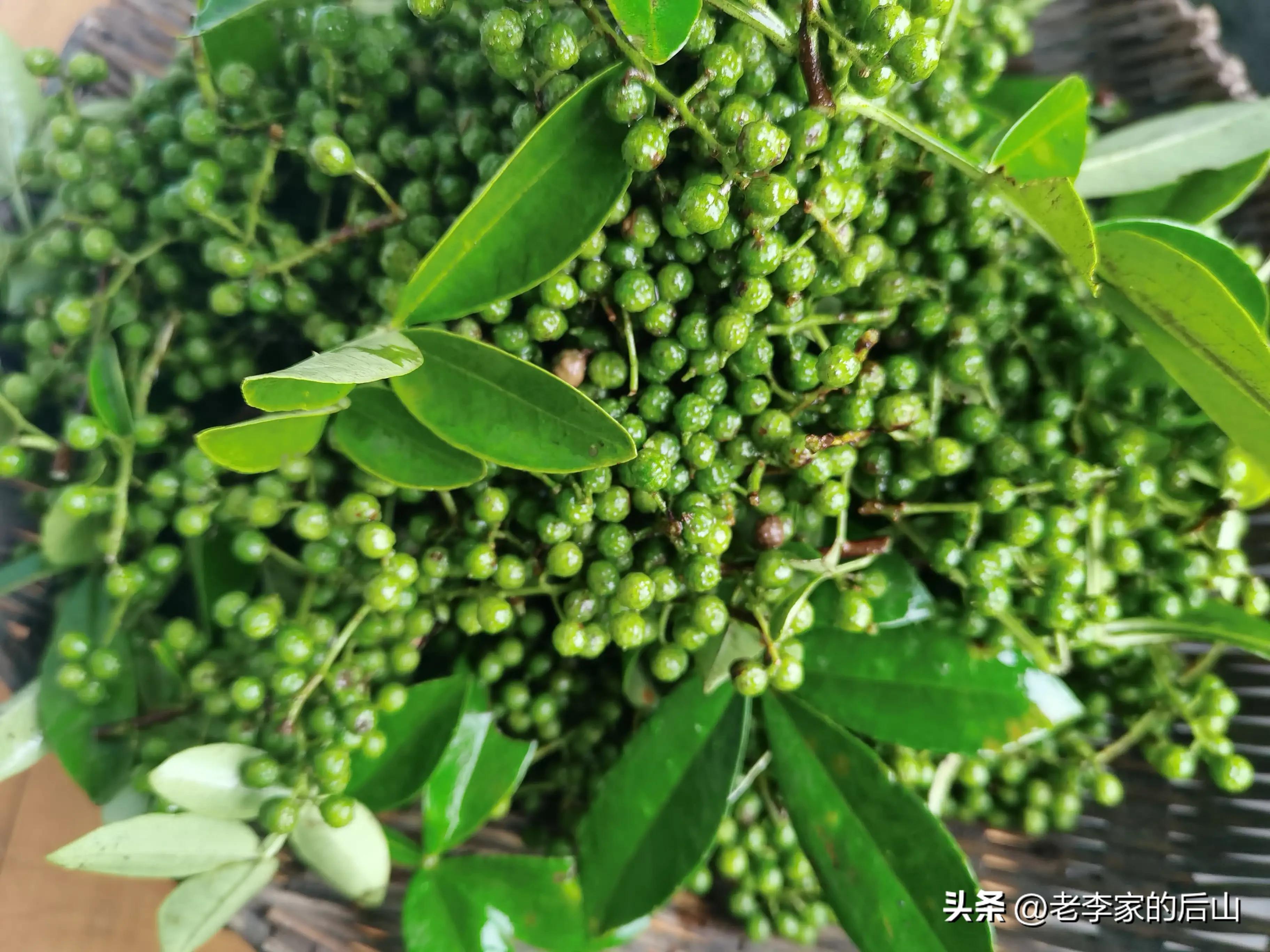 青花椒保存不当变黑了怎么办,新鲜青花椒放冰箱怎么保存