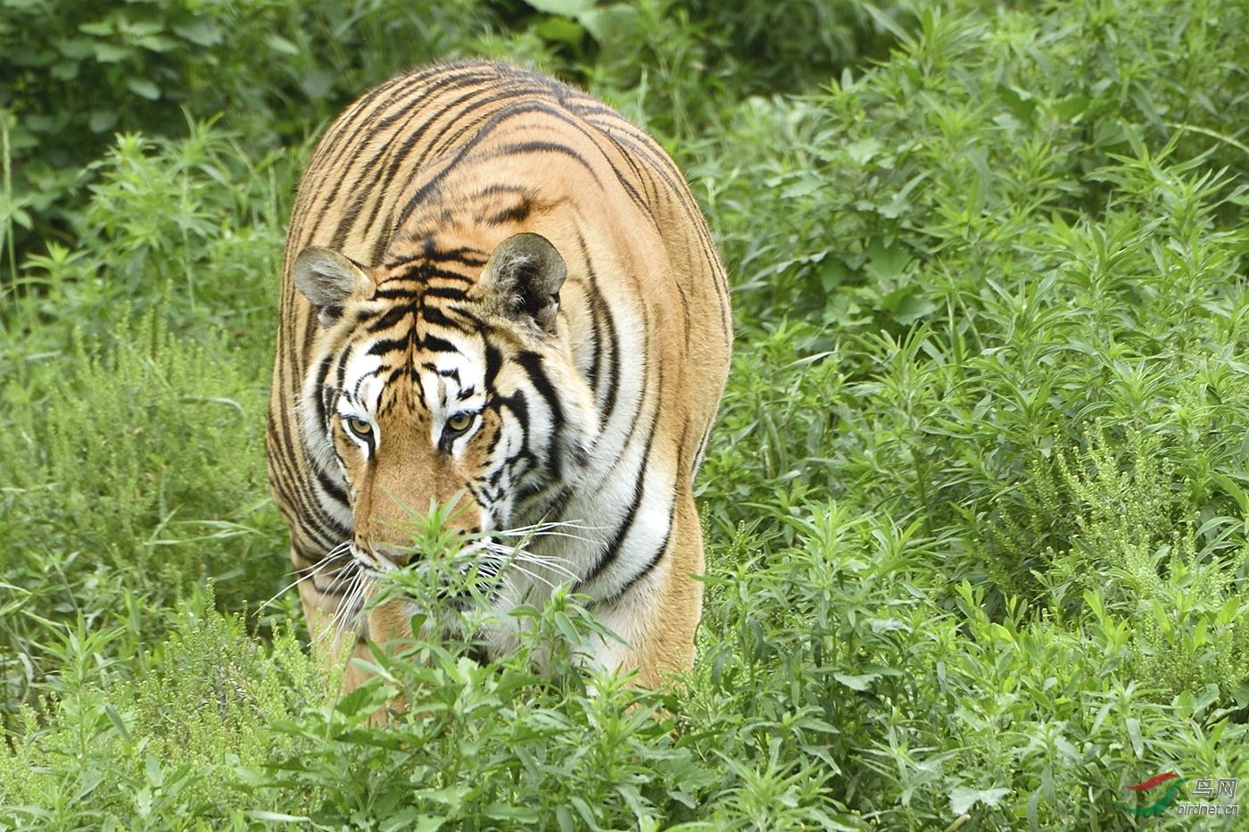东北虎完达山一号咬死人了吗,完达山一号东北虎多少重