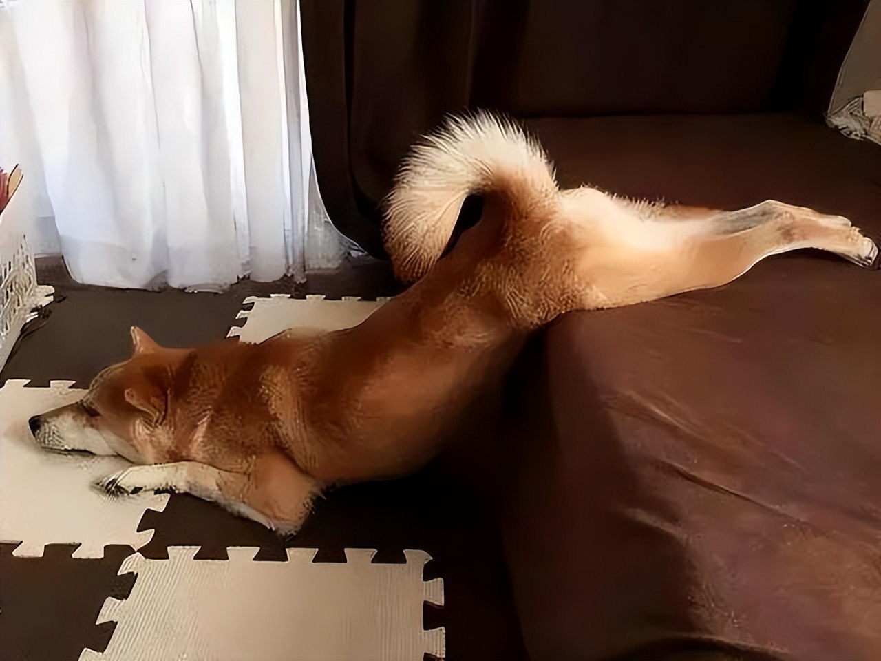 狗狗的这几种行为最容易被误解,狗狗有哪些特征说明它很委屈