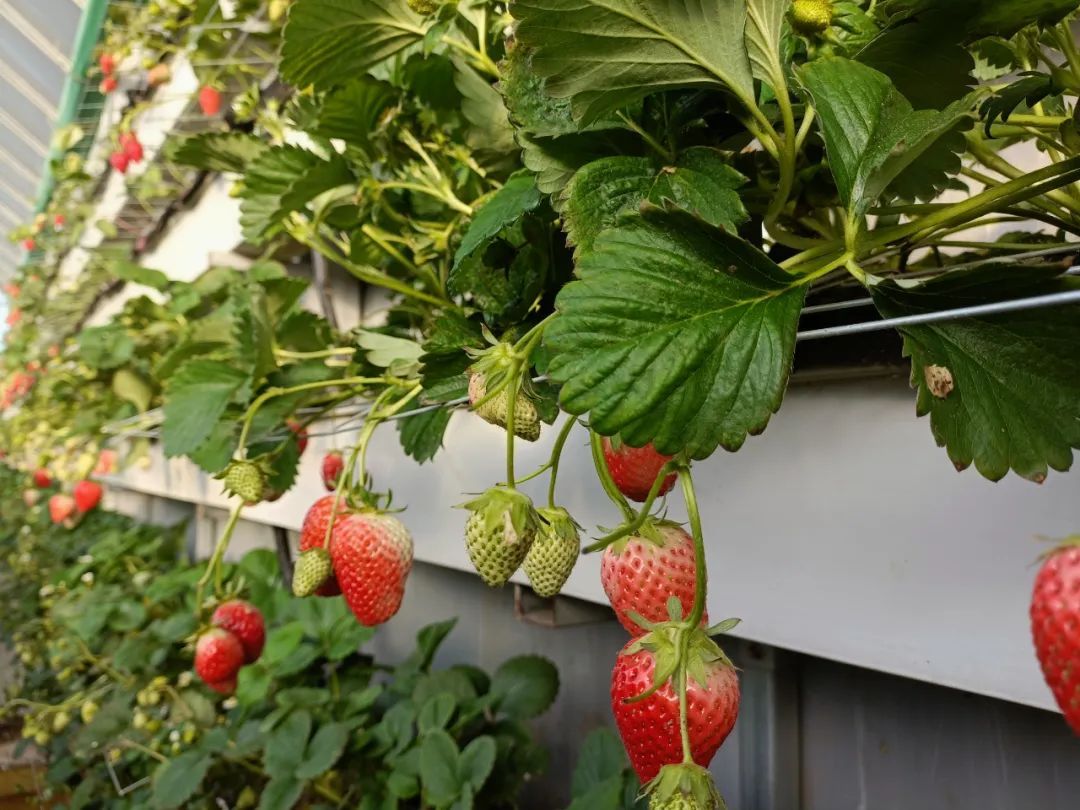 邀您来看，冬日里的“致富经”~