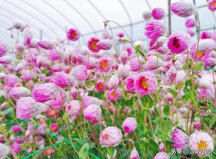 永生花的最大特点是鲜活清新靓丽,哪些永生花四季开花