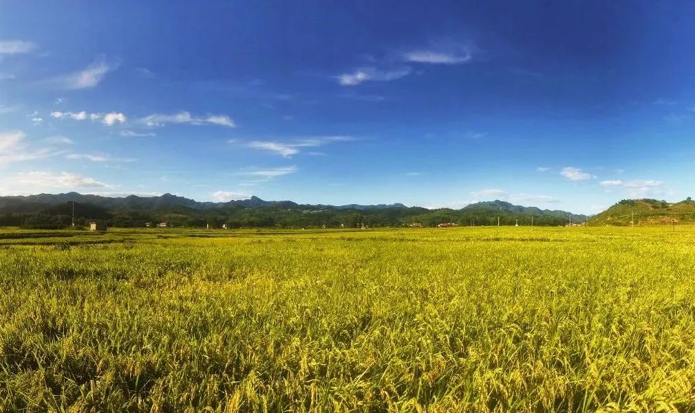 解析全国16个整村运营,解码全国16个整村运营经典案例