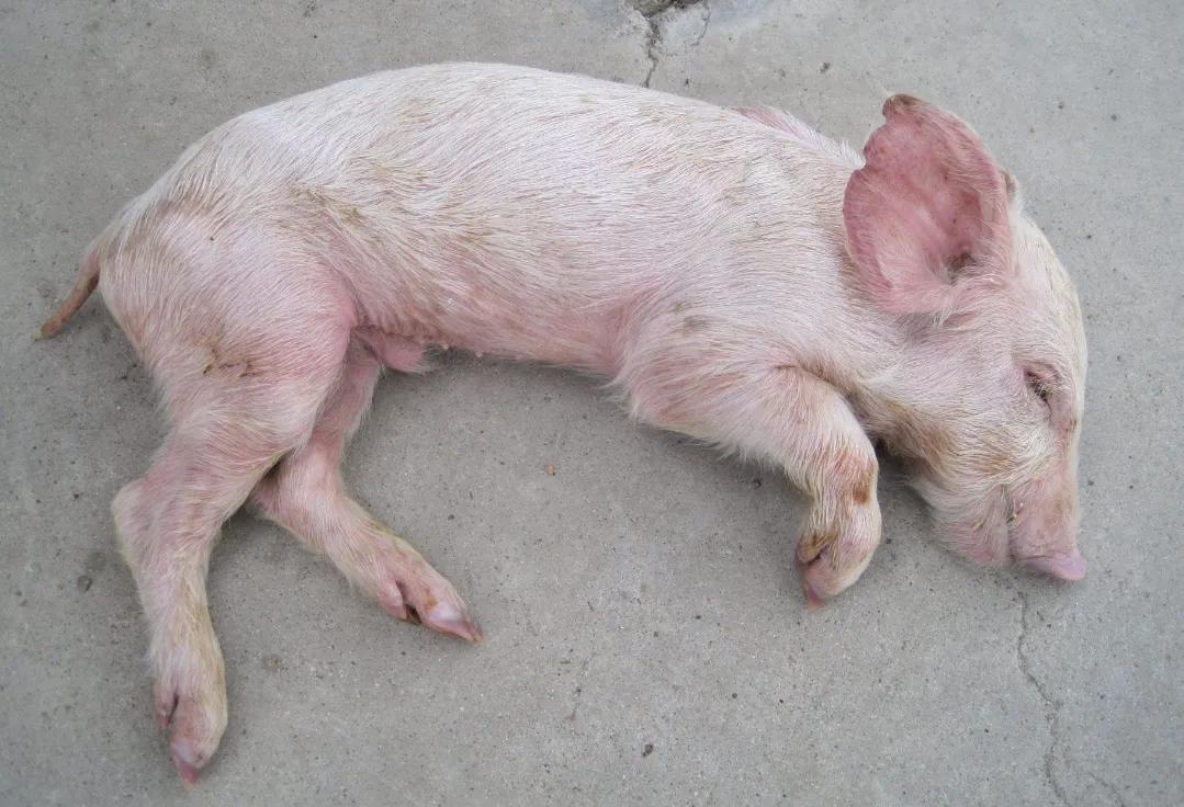 冬季小猪拉稀的原因,小猪拉稀怎么快速解决方法视频