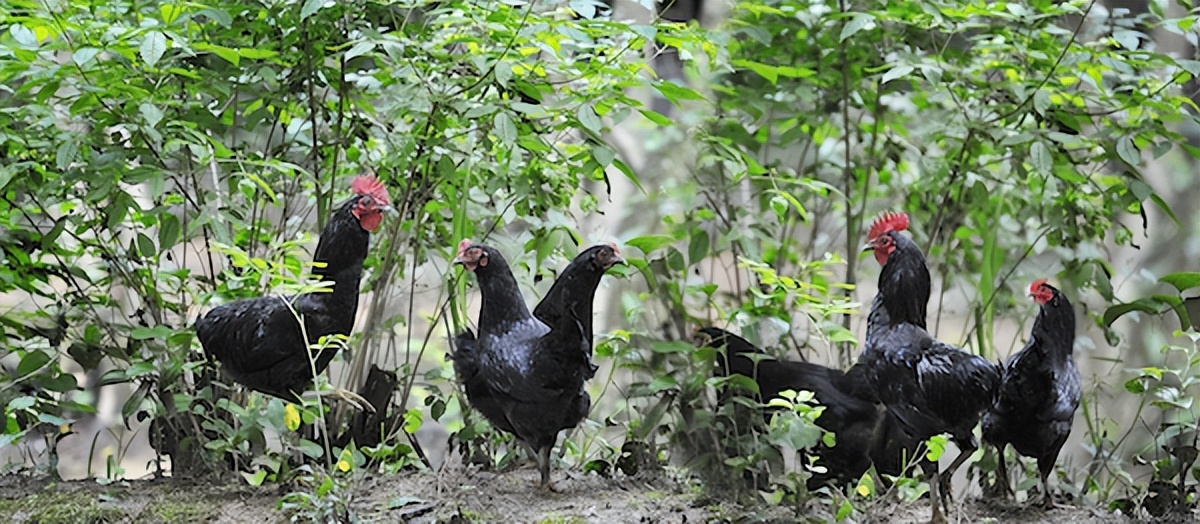 涓轰粈涔堝彨榛勫北榛戦┈,榛勫北榛戦┈涓轰粈涔堝彨榛戦┈