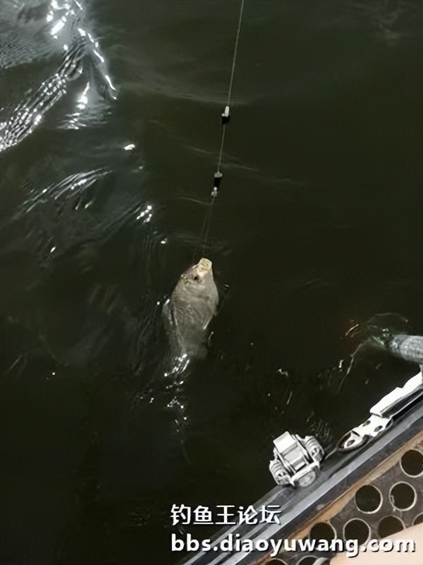 疯杀果香鲫，连竿上大翘