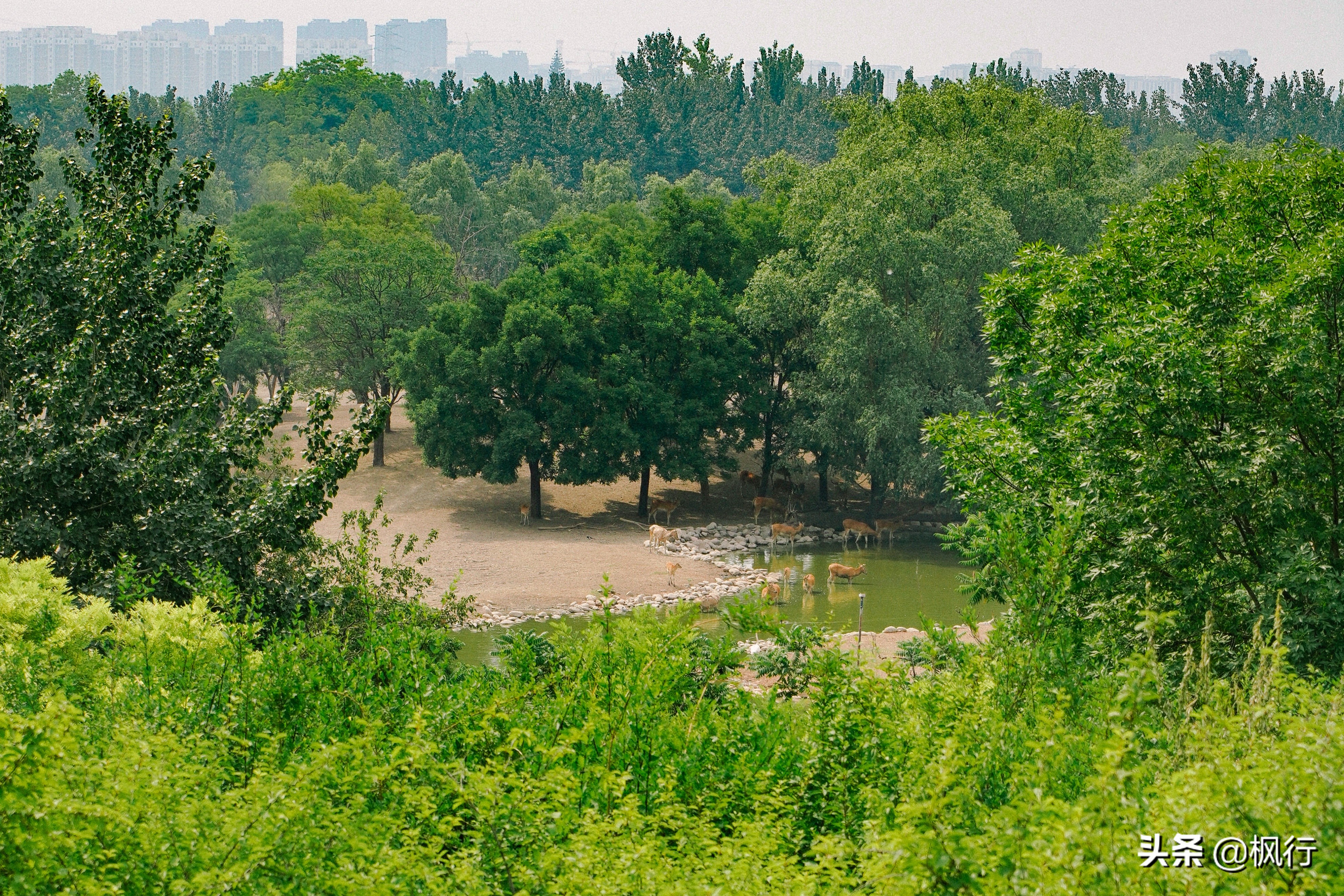 平替奈良小鹿,南海公园奈良小麋鹿