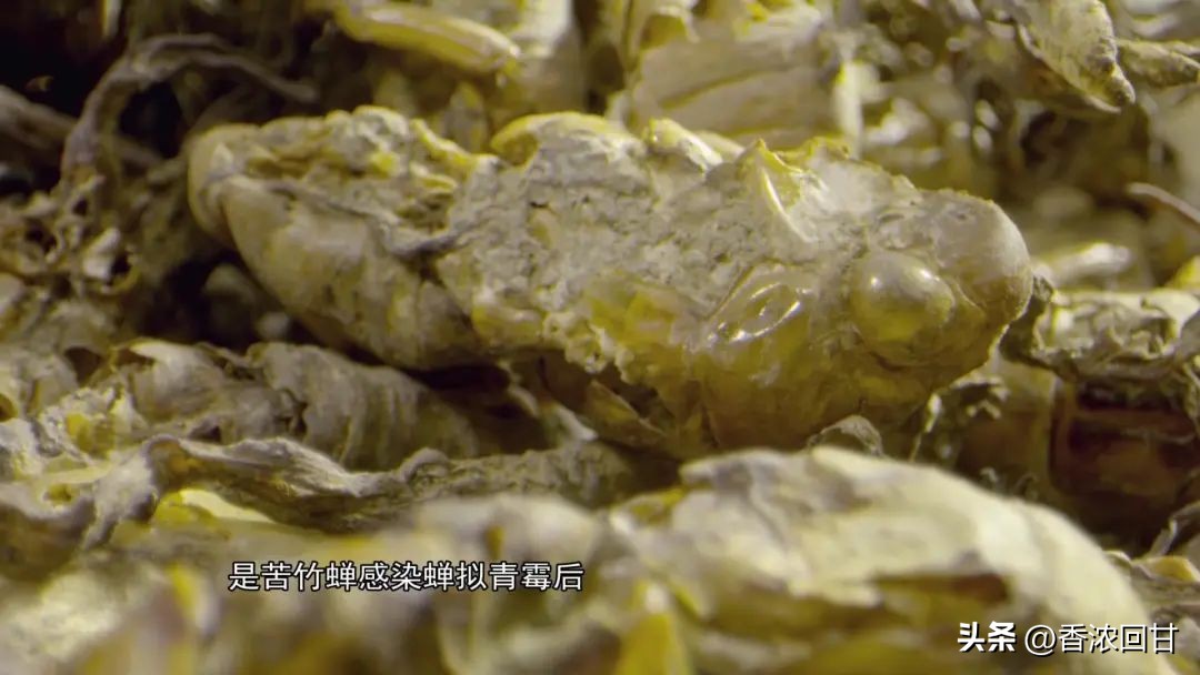 金鸡鲍鱼汤,滋补养生老鹅炖牛鞭