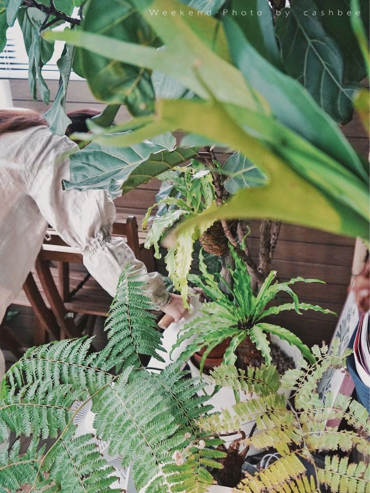 手残党也能养活的10种绿植,十种大家都在养易存活绿植