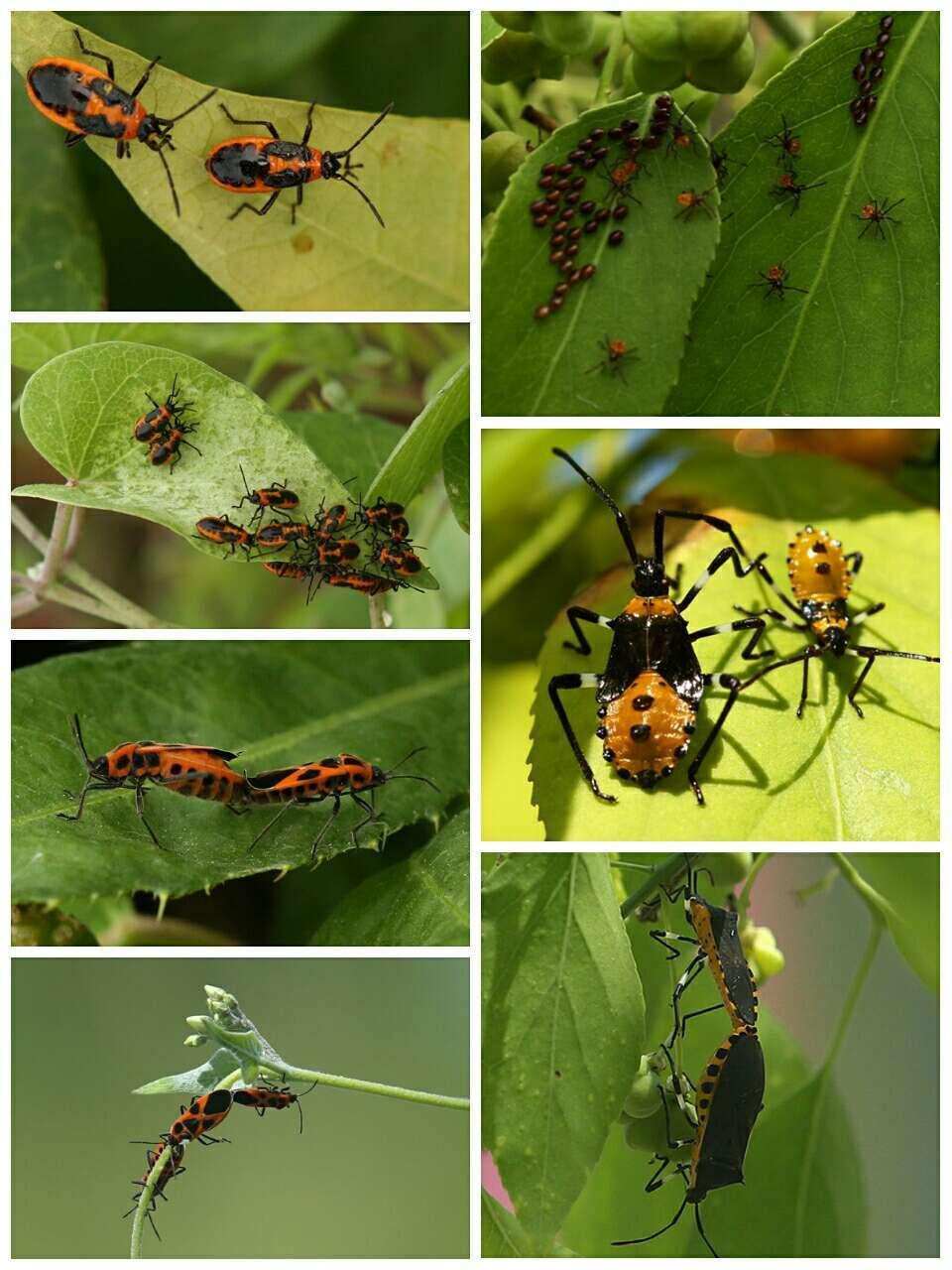 小红隼落难获救助,大妈救助一只红隼下集