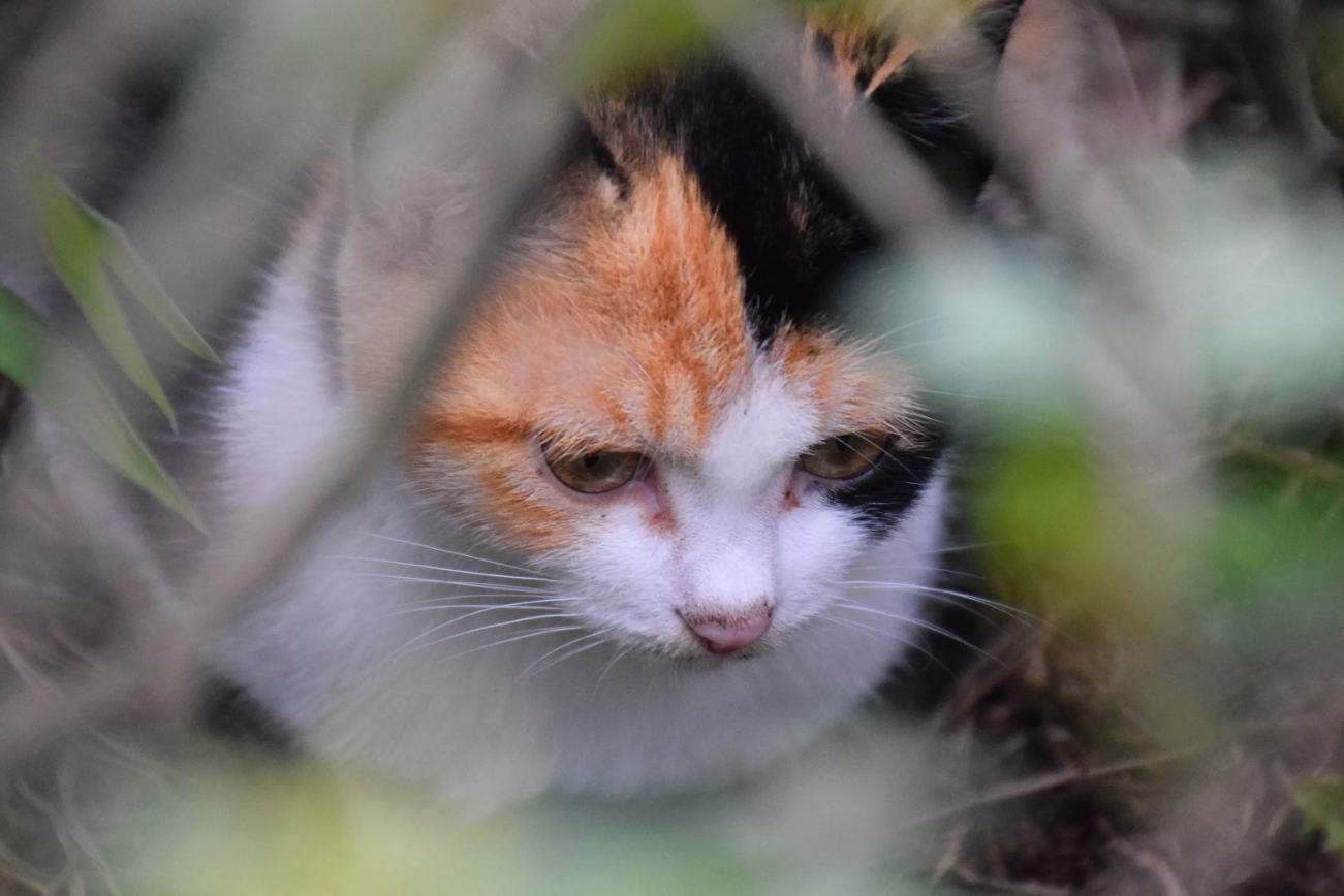 母猫交配后，为什么会满地打滚，还转头攻击雄性？