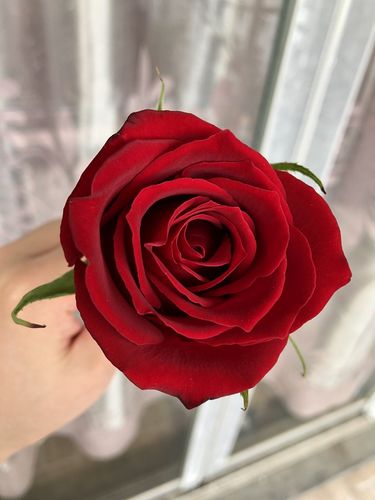 玫瑰花有几种颜色各代表什么意思,不同颜色的玫瑰花表示的寓意不同