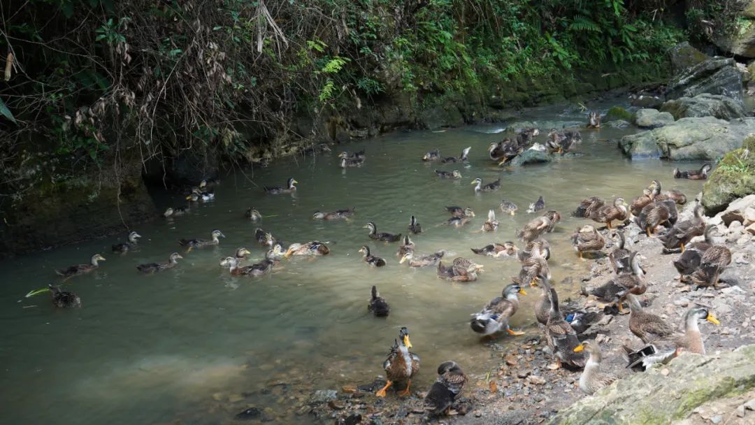 【聚焦“百县千镇万村高质量发展工程”】连麦石坑鸭：乡村振兴有门道