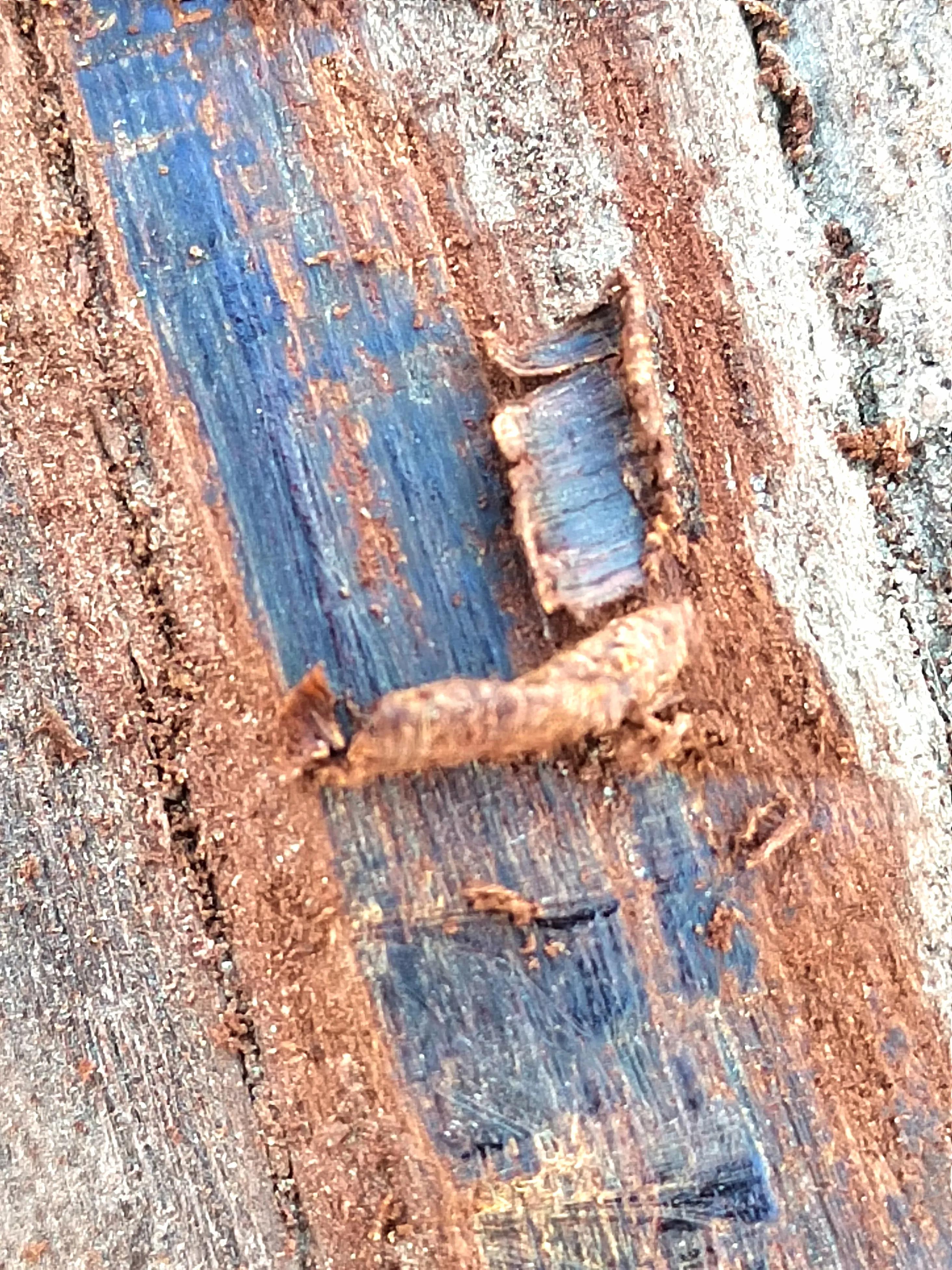 白奇楠莺歌绿奇楠黑奇楠哪个好,黑奇楠和白奇楠沉香哪个好