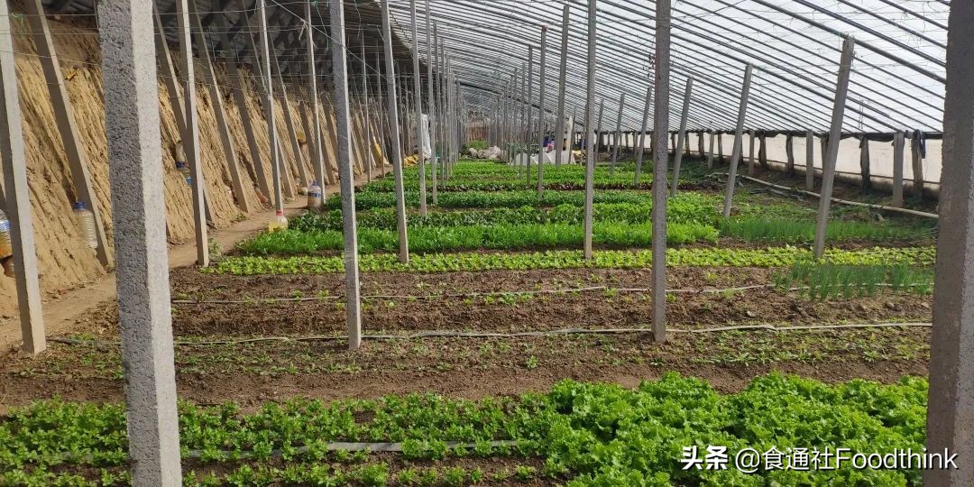 用什么使蔬菜叶片变得绿而嫩,怎么从幼苗辨别各种蔬菜