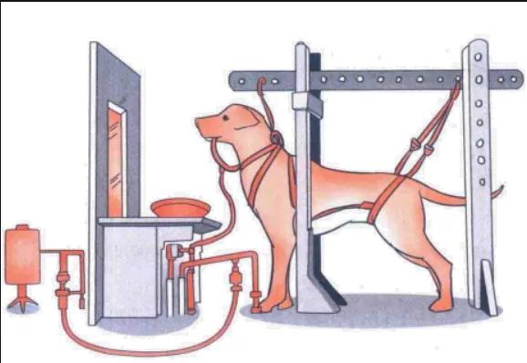 算命用的心理学原理,算命占卜是不是心理学