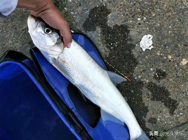 邓刚钓翘嘴鱼视频完整版,邓刚钓翘嘴鱼的方法及技巧