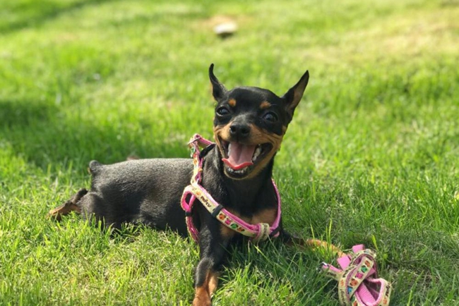 小鹿犬身上老出小包溃烂后没毛,小鹿犬身上一块一块的掉毛