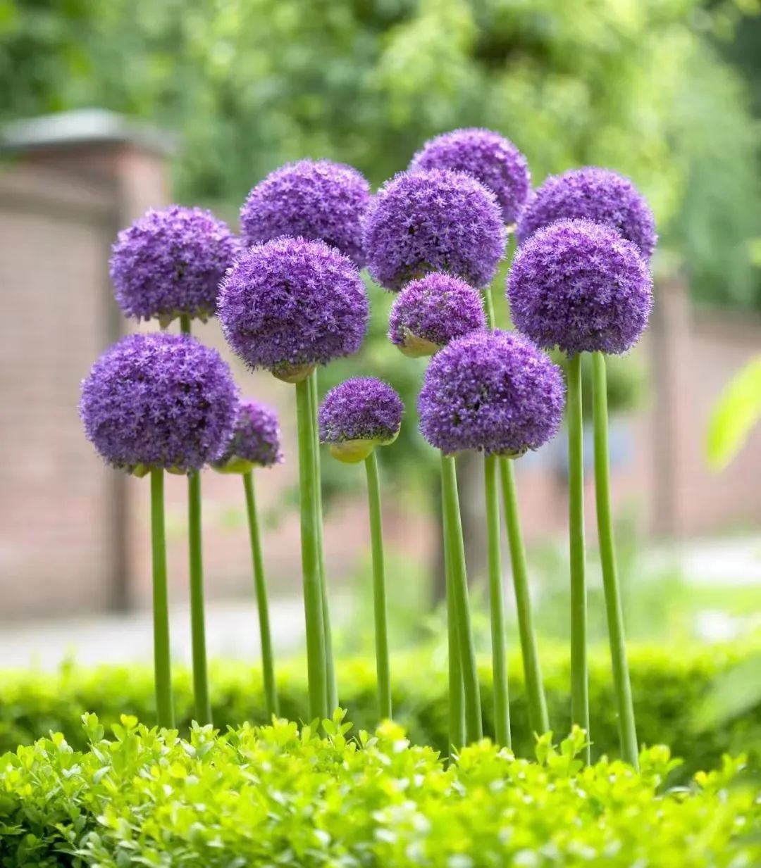 球根类花卉有哪些比较好养,有哪些好看的球根花卉盆栽