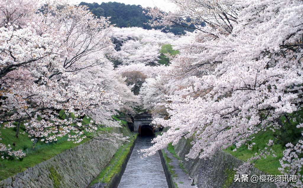 最新日本旅游攻略自由行,日本春天去哪里旅游最好