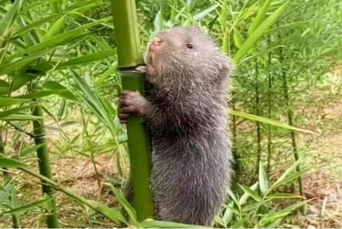 绂忓缓鐢峰瓙灏嗛紶鑲夊綋琛ュ搧,绂忓缓鐢峰瓙鎶婇紶鑲夊綋琛ュ搧