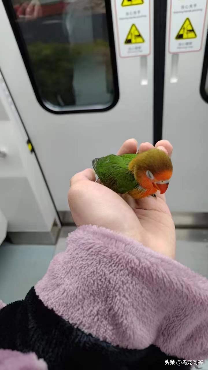 没办证的鹦鹉怎么处理呢,没有标识的鹦鹉会被没收吗