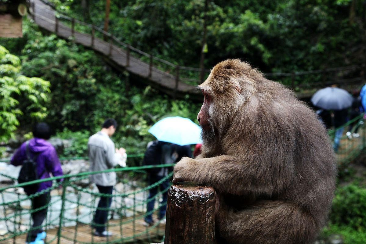 峨眉山“人猴大战”频发，路过的狗都得挨巴掌，这些猴子怎么了？