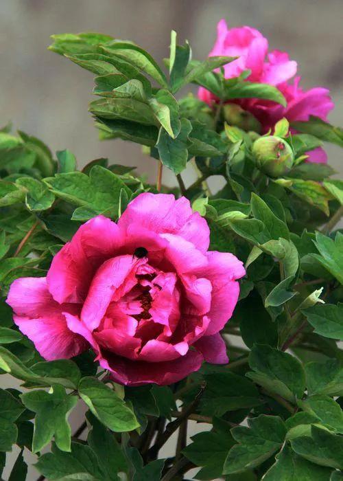 两个各自有家的人怎么处理感情,两个有家的人相爱怎么相处