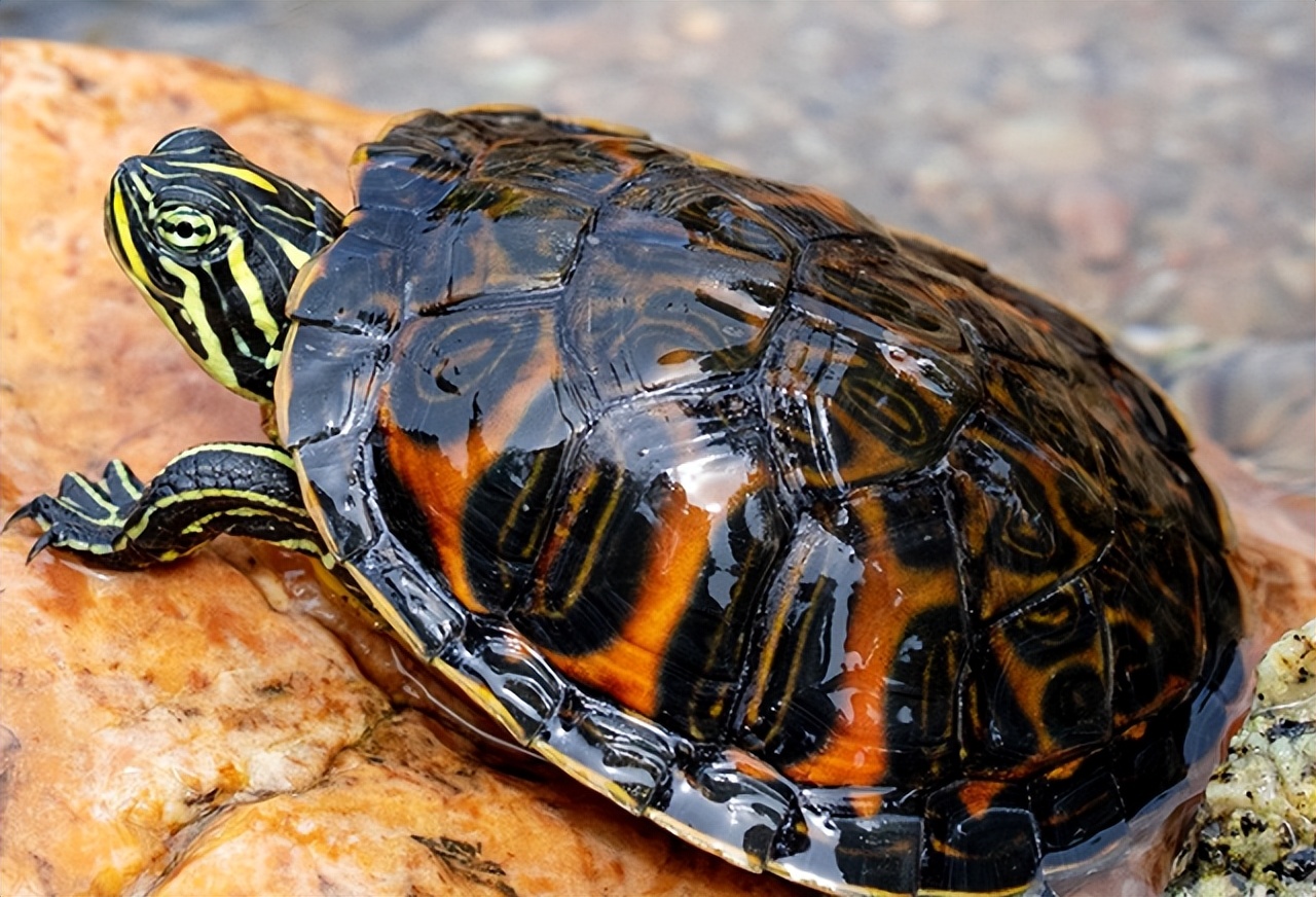 新手养什么龟最合适,花杂草龟适合新手养吗