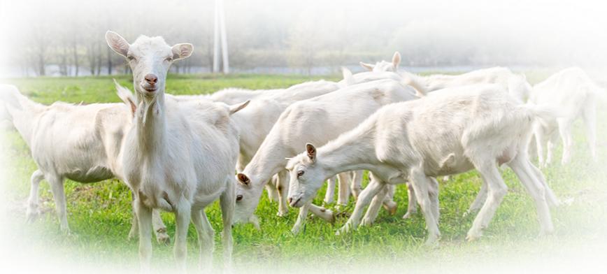 伊利悠滋小羊和佳贝艾特哪个好,羊奶粉口碑最好的前十名新国标