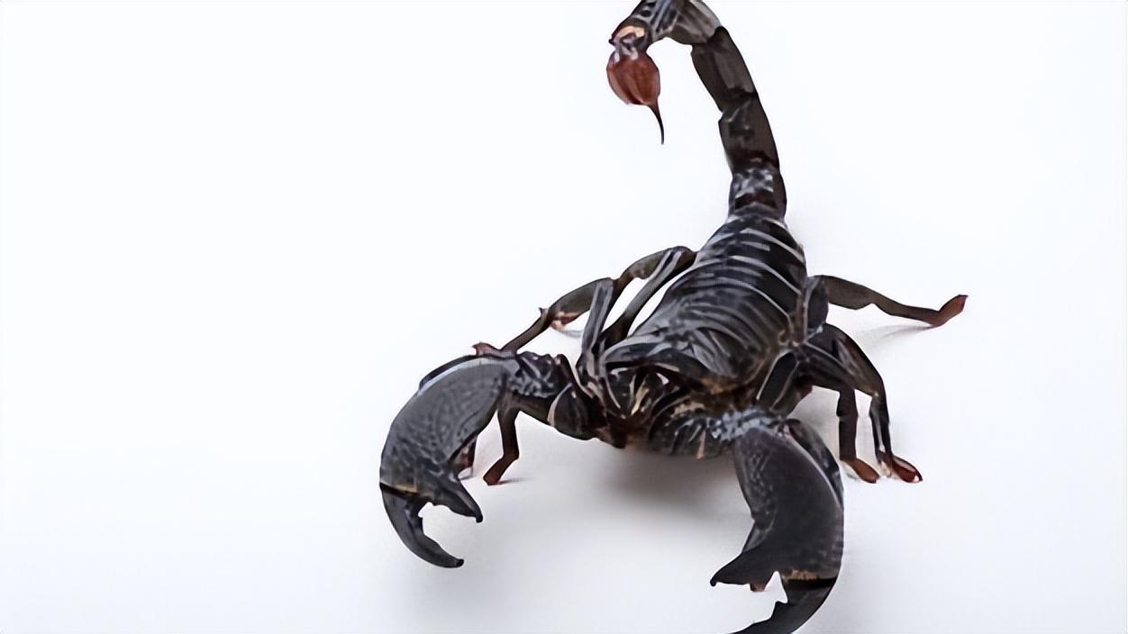 动物急救,动物急救视频大全