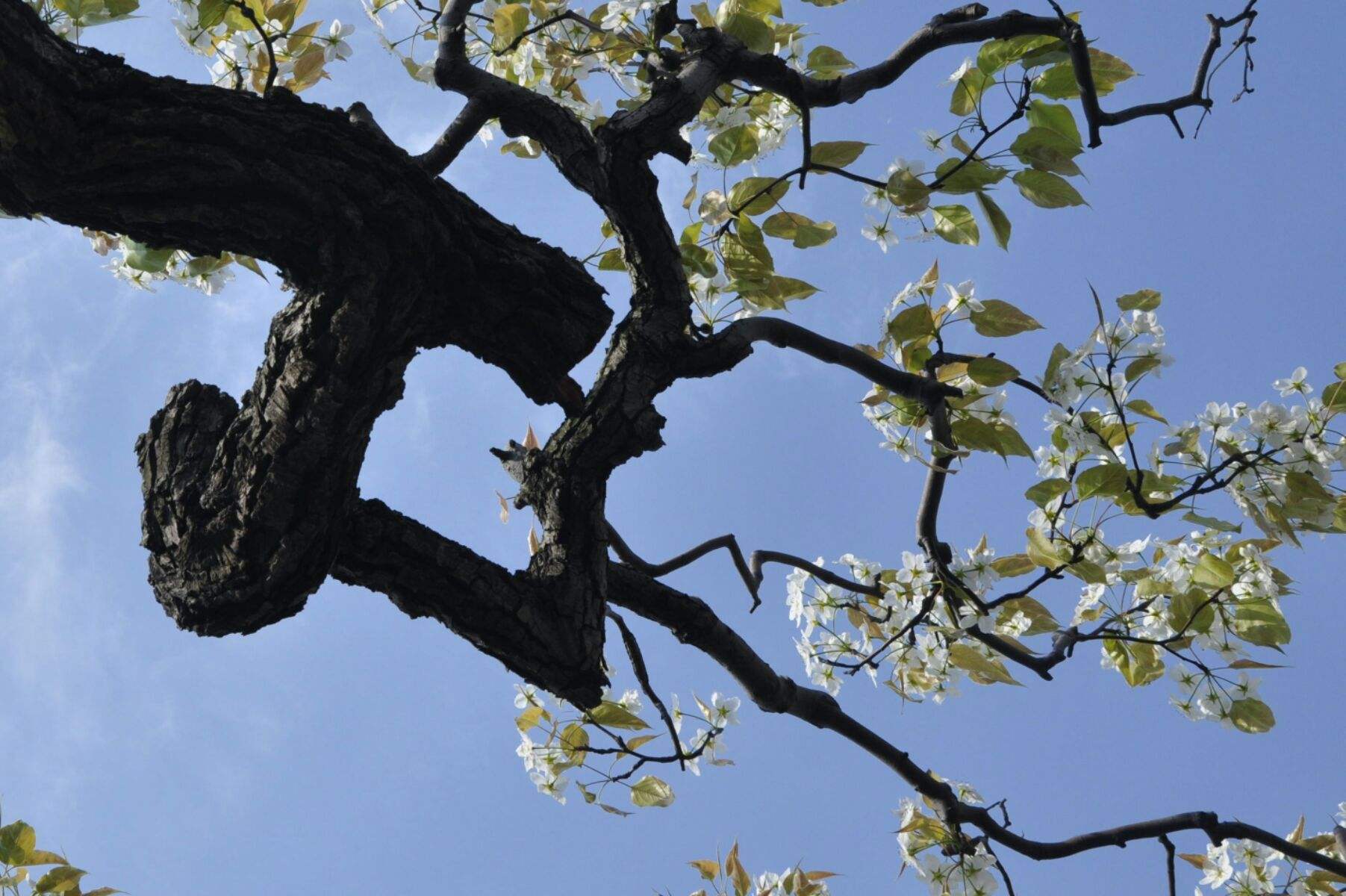 河北小伙总梦到一棵梨子树,河北男孩梦到梨树