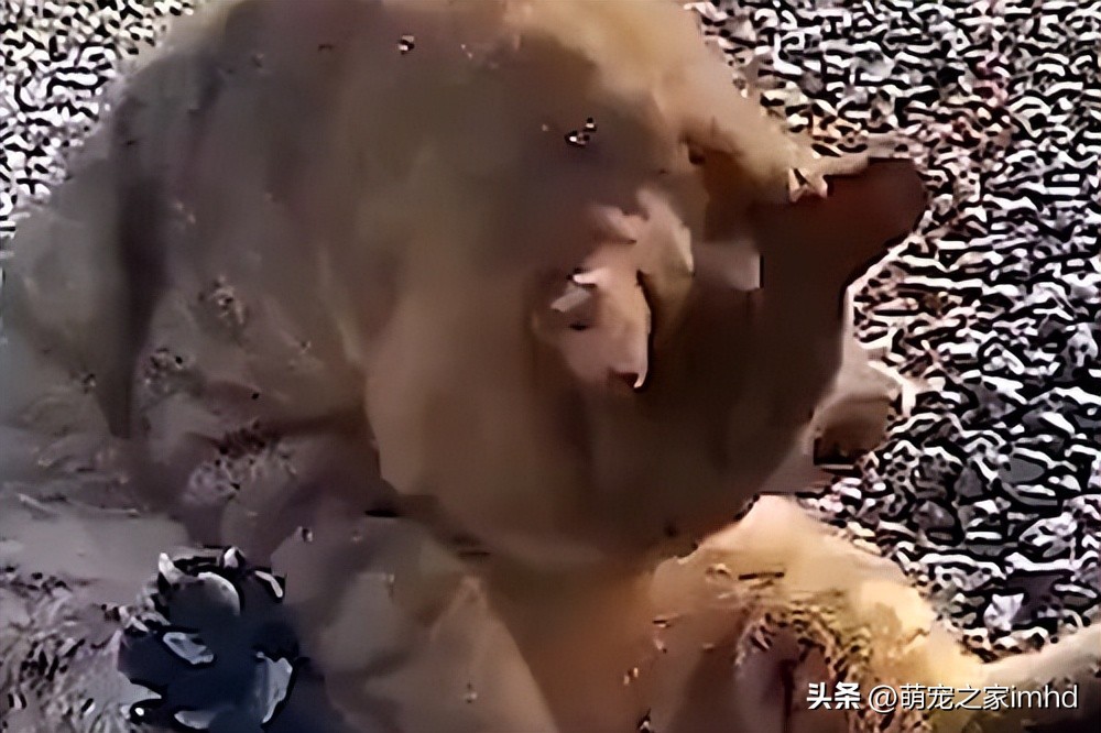 狗狗的这几个动作说明它要咬人,狗狗的动作都是在暗示什么