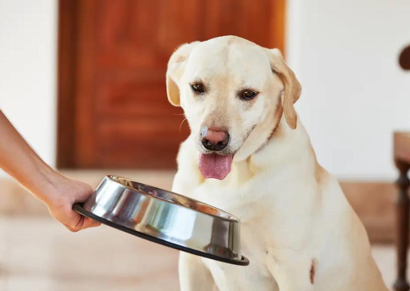 拉布拉多狗粮哪个便宜好吃,拉布拉多什么牌子的狗粮最好