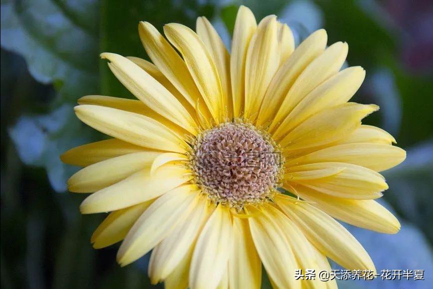 扶郎花的花语和寓意150字简介,扶郎花的花语和寓意