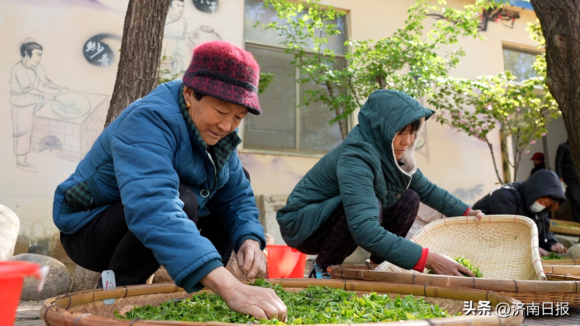 骑遇济南｜春末来这里，亲手采一捧“谷雨茶”