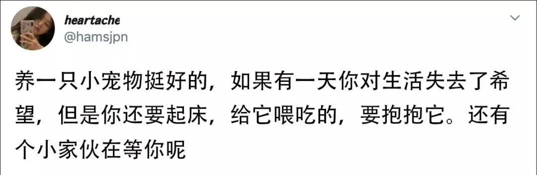我在网店买三文鱼喂猫，结果被人网暴追骂两年，还造黄谣！