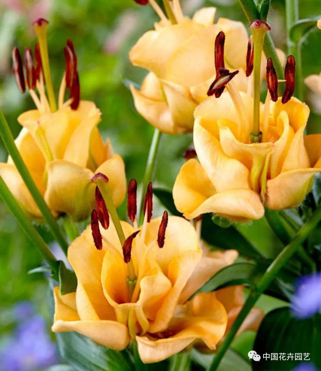 荷兰年度Glazen Tulp新奇植物奖15件产品名单公布 | 每周国际花讯