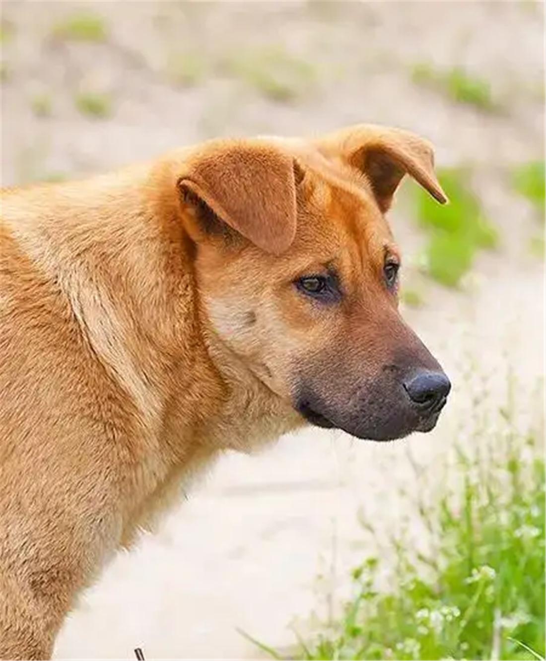 土狗追几十里找主人,土狗自驾川藏线上