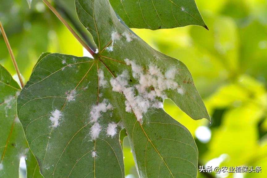 昆虫和害虫种类,昆虫和害虫的分类