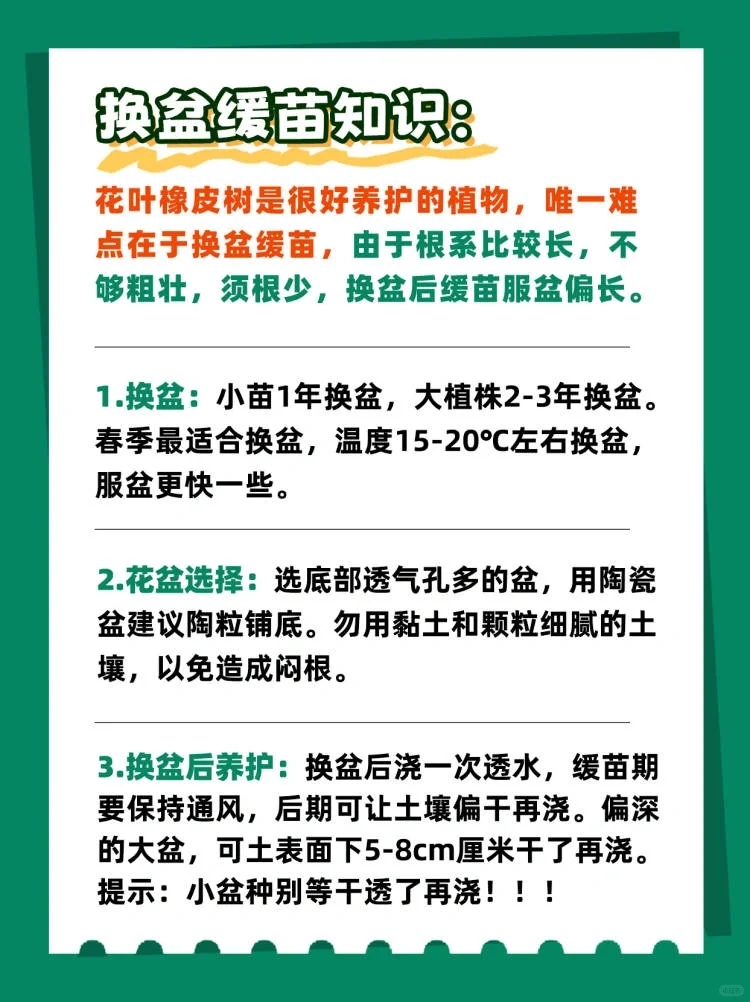 花叶橡皮树可以半阴养护吗,花叶橡皮树的养护方法