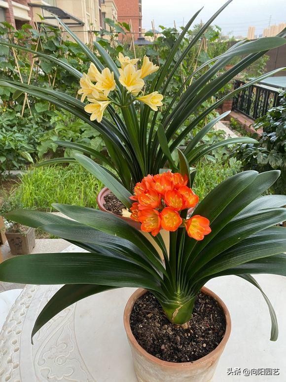 君子兰买小苗好还是大苗好,网上买的裸根君子兰种植方法步骤