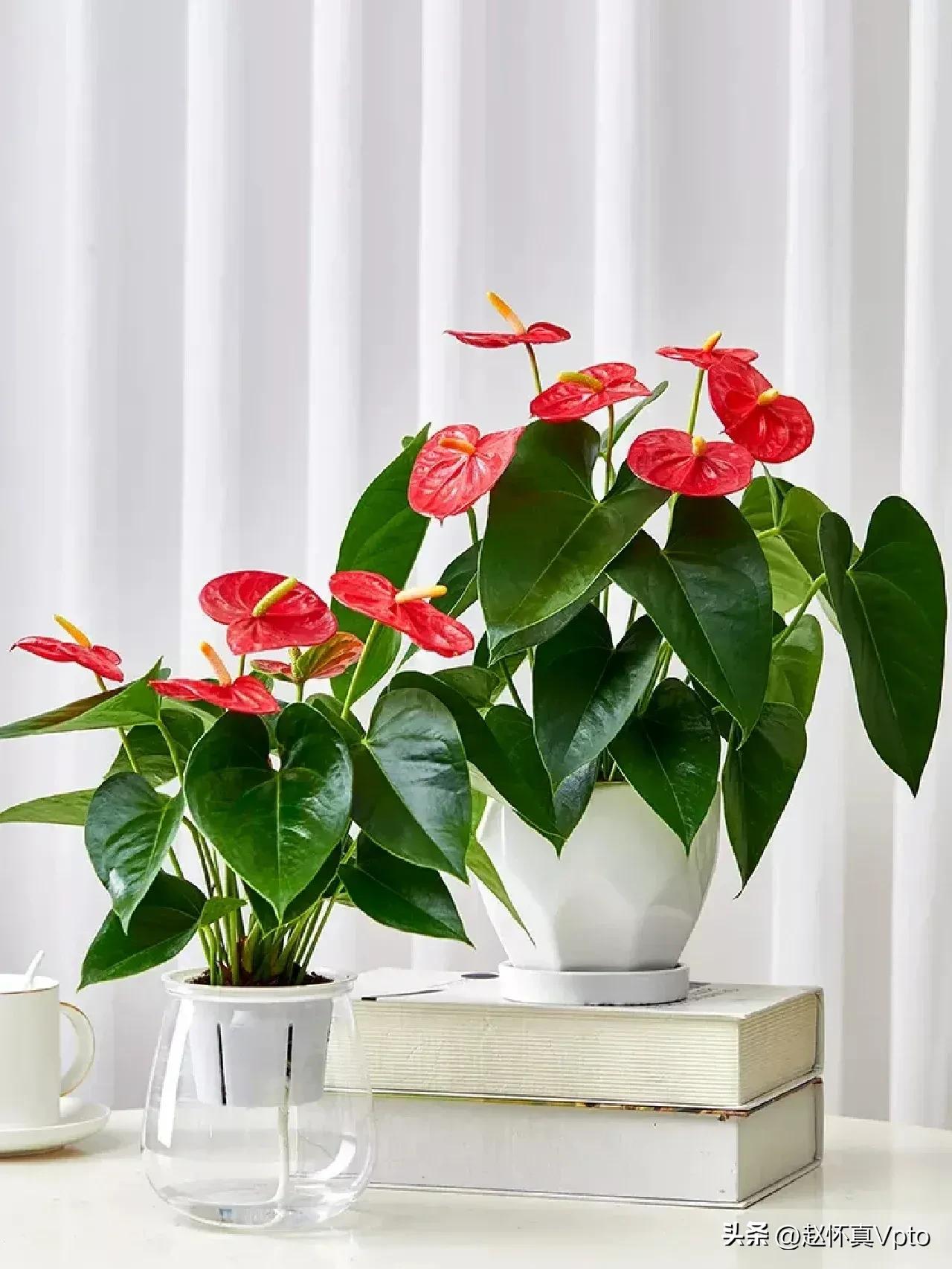 盆栽红掌花怎么养护,红掌花如何养护