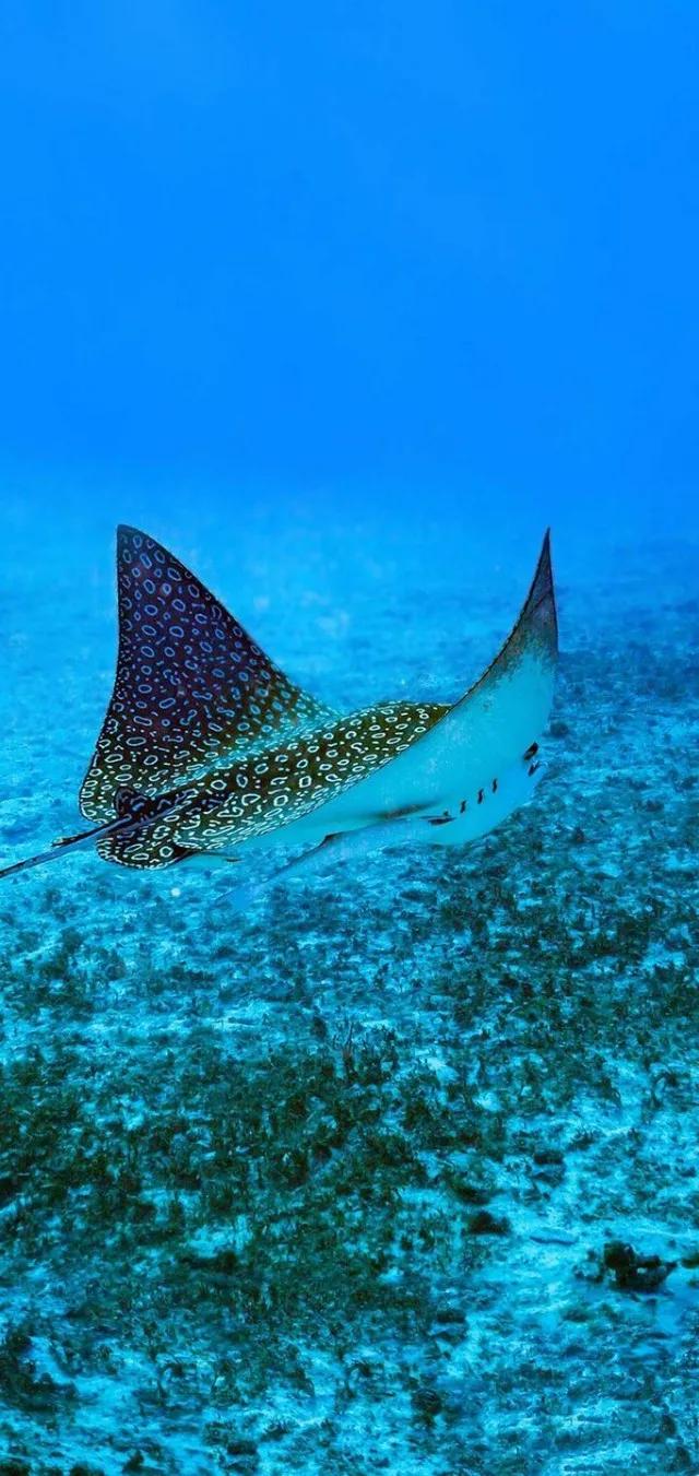 蓝色海景壁纸图片大全,海景壁纸4k超清全面屏