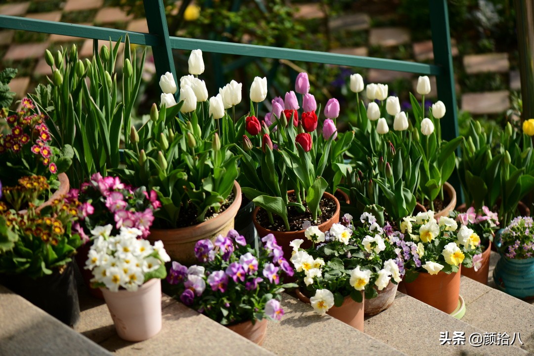 倏然而至的郁金香花季，第一波|园丁